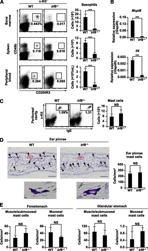Figure 1. Basophil and mast cell counts in Irf8−/− mice. (A,C) Flow cytometric analysis of basophils (A) and mast cells (C) in WT and Irf8−/− mice. Representative flow cytometry data are shown. Values in the bar graphs are means ± standard deviations from 5 to 7 mice of each genotype. (B) RT-qPCR analysis of Mcpt8 and Il4 in freshly isolated, unstimulated WT and Irf8−/− bone marrow cells. Values in the bar graph are means ± standard deviations from 3 mice of each genotype. (D) Representative toluidine blue–stained sections of ear pinnae (left). The arrowheads indicate typical mast cells. Insets show high magnification. Bars represent 50 μm (D). The mast cells in toluidine blue–stained sections were counted and normalized per unit area (mm2) of tissue examined (right). (E) Toluidine blue–stained sections of the stomach were counted as described in (D). Values in the bar graphs are presented as the mean ± standard deviation of sections derived from 3 mice of each genotype. ***P < .001 (Student t test). NS, not significant.