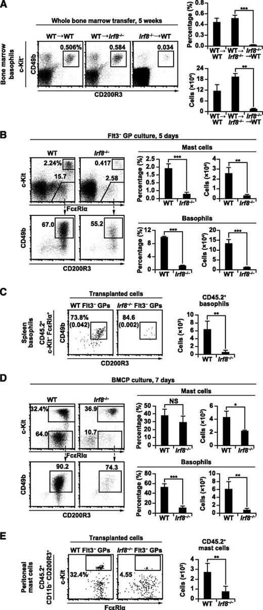 Figure 4. Bone marrow progenitor cell-intrinsic role of IRF8 in basophil and mast cell development. (A) Bone marrow transplantation experiments. Irradiated WT recipients reconstituted with WT bone marrow cells (WT→WT), irradiated Irf8−/− recipients reconstituted with WT bone marrow cells (WT→Irf8−/−), and irradiated WT recipients reconstituted with Irf8−/− bone marrow cells (Irf8−/−→WT) for 5 weeks were analyzed as in Figure 1A. Values in the bar graph are means ± standard deviations from 4 mice. Similar results were obtained in 3 other independent experiments. (B,D) fluorescence-activated cell sorter–purified Flt3– GPs (B) and splenic BMCPs (D) from WT and Irf8−/− mice were cultured in the presence of IL-3 for 5 or 7 days, respectively, and analyzed by flow cytometry. Data are representative of 3 independent experiments with similar results, and values in the bar graphs are means ± standard deviations from triplicate samples. (C,E) GP transfer experiments were performed to analyze the generation of basophils (C) and mast cells (E). For basophils (C), 10 000 Flt3− GPs from WT or Irf8−/− mice (CD45.2+) were transplanted into irradiated Ly5.1 mice (CD45.2−). Donor-derived (CD45.2+) splenic basophils were analyzed on day 4. Numbers in parentheses indicate the percentages relative to total cell counts. For mast cells (E), 20 000 Flt3− GPs (CD45.2+) with 3 × 105 Ly5.1 bone marrow cells (CD45.2−) were transplanted into irradiated mast cell-deficient KitW-sh/W-sh mice. CD45.2+ mast cells in the peritoneal cavity were analyzed 5 weeks after transplantation. Values in the bar graph are the mean ± standard deviation of 2 independent experiments with a total of 4 mice per group. *P < .05; **P < .01; ***P < .001 (Student t test). NS, not significant.