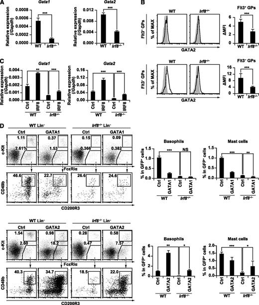 Figure 7. The requirement for IRF8 in GATA1 and GATA2 expression, and the effect of GATA1 and GATA2 transduction on basophil and mast cell development in Irf8−/− progenitor cells. (A) Gata1 and Gata2 mRNA expression in WT and Irf8−/− GPs was measured by RT-qPCR. GPs from each genotype were sorted into 3 separate tubes and analyzed by RT-qPCR. Values in the bar graph are means ± standard deviations. (B) GATA2 protein expression in WT and Irf8−/− GPs was examined by immunostaining followed by flow cytometry. ΔMFI (mean fluorescent intensity) was calculated by subtracting the background fluorescence intensity. Values in the bar graphs are means ± standard deviations from 3 independent experiments. (C) Gata1 and Gata2 mRNA expression in WT and Irf8−/− Lin− cells transduced with empty MICD8 vector (Ctrl) or MICD8-IRF8 as in Figure 5A. Transduced cells were purified by the magnetic-activated cell sorting (MACS) system on day 5 and analyzed by RT-qPCR. Values in the bar graphs are means ± standard deviations from triplicate samples. (D) Bone marrow Lin− cells from WT and Irf8−/− mice were transduced with empty MIG vector (Ctrl), MIG-GATA1, or MIG-GATA2 as in Figure 5A. Retrovirally transduced (GFP+) cells were analyzed for basophil and mast cell generation on day 5. Values in the bar graphs are means ± standard deviations from triplicate samples. Data are representative of 2 independent experiments with similar results. *P < .05; **P < .01; ***P < .001 (Student t test). NS, not significant.