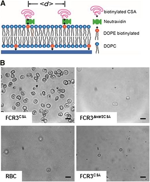 Figure 1. Design and specificity of CSA-functionalized membranes. (A) Schematic representation of the CSA-functionalized supported membrane. Components and the average distance between CSA molecules (<d>) are indicated. In the absence of an energetic favor, the CSA molecules assume a mushroom configuration. (B) Phase contrast images of functionalized membranes with 6-nm CSA spacing intervals reveal specific cytoadhesion of erythrocytes infected with FCR3CSA (upper left panel), and not of erythrocytes infected with FCR3Δvar2csa (upper right panel) or uninfected erythrocytes (RBC; lower left panel). FCR3CSA does not cytoadhere to nonfunctionalized membranes (lower right panel). Cells (4 × 107 mL−1) were allowed to settle on the membranes for 60 minutes under controlled atmospheric conditions before unattached cells were washed out at a wall shear stress of 0.8 Pa. Scale bar, 10 µm. The images were taken using a digital camera (ORCA-ER charge-coupled device camera with Hokawo imaging software; Hamamatsu Photonics) mounted on a light microscope (Axiovert 200; Zeiss), original magnification ×63 (objective LD Achroplan 63x/0.75 corr. Ph2; Zeiss).
