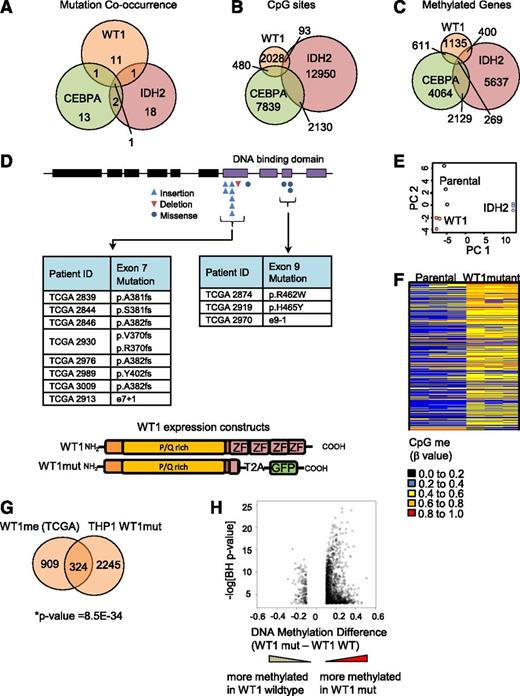 Figure 2. Mutant WT1 induces DNA hypermethylation in AML. (A) Venn diagram showing cooccurrence between the 3 mutations most linked to DNA hypermethylation (WT1, IDH2, and CEBPA) from 191 sequenced patients in the TCGA cohort. (B) Venn diagram showing overlap of hypermethylated CpG sites identified by Boolean implications for mutation in WT1, IDH2, and CEBPA. (C) Venn diagram showing overlap of all identified protein-coding genes associated with the hypermethylated CpG sites using the annotation file provided by Illumina. (D) Schematic showing the domain structure of the WT1 protein and the location of insertion/deletion mutations for the WT1 mutations in the TCGA AML cohort. Shown subsequently is the mutated form of WT1 used in methylation validation studies truncated at the first zinc finger domain (amino acid position 306) and linked to self-cleaving T2A peptide and GFP in a lentiviral vector. P/Q rich, proline/glutamine rich domain; ZF, zinc finger domain. (E) Principal component analysis of all probes with a dynamic β value range >0.2 assayed by Illumina HumanMethylation450 BeadChip array in THP1 AML cells transduced with either mutant WT1 or mutant IDH2 R172W in triplicate and compared with parental cells after 10 passages in culture. (F) Heatmap showing differential methylation between parental and WT1-mutant–expressing THP1 cells. Increased β values indicate increased methylation. (G) Venn diagram showing the overlap of genes methylated upon expression of mutant WT1 in THP1 cells and genes identified to be methylated in the TCGA data set by Boolean implications; *P = 8.5E-34, Fisher’s exact test, right tailed. A gene could only be included in this analysis if at least 1 of its associated CpG sites appeared in the Boolean implication-based methylome analysis of TCGA patients and in the differential methylome analysis of the THP1-derived cell lines. The total number (universe) of genes used in Fisher’s exact test calculation was 13 018. (H) Volcano plot showing the difference in methylation for WT1 mutated vs WT1 wild-type samples in the TCGA data set. The y-axis shows the negative log of Benjamini-Hochberg corrected P value of a t test for differential methylation, and the x-axis shows the magnitude change in methylation (difference in average β value between WT1-mutant and WT1 wild-type samples). Each dot represents the mean β value difference and the P value of a given CpG site in a t test between WT1-mutated vs WT1 wild-type AML.