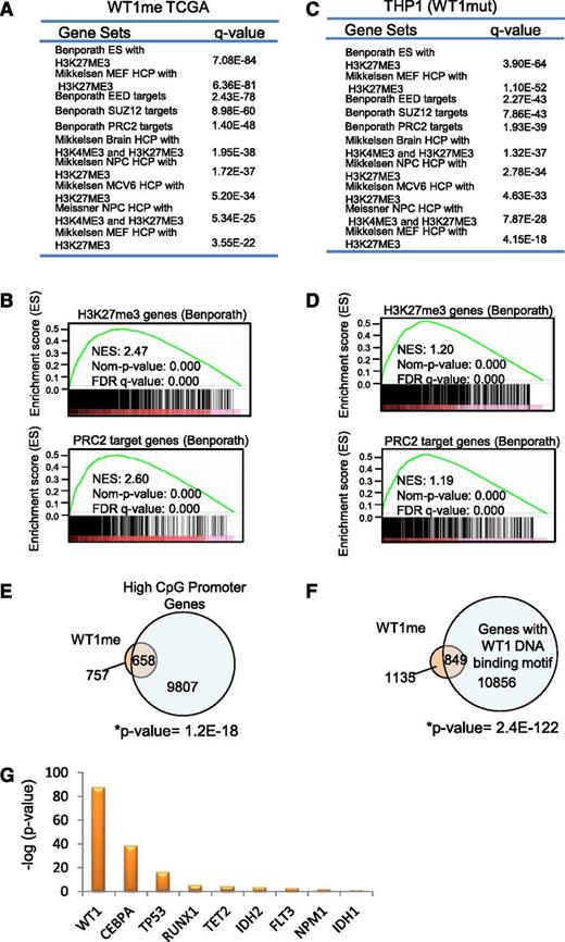 Figure 4. WT1 mutation induces DNA hypermethylation of PRC2 target genes. (A-B) Summary and examples of gene sets enriched in the set of WT1mut-associated hypermethylated genes (WT1me) derived from Boolean implications from the TCGA data. Gene sets were obtained from the MSigDB. Hypergeometric test P values are indicated, and enrichment plots for selected gene sets are illustrated. (C-D) Summary and examples of gene sets enriched in the set of genes hypermethylated in THP1 cells engineered to express mutant WT1 (as in Figure 2F). Hypergeometric test P values are indicated and enrichment plots for selected gene sets are illustrated. (E) Venn diagram showing overlap of the WT1me genes from the TCGA data set and genes with high CpG content in their promoters. Overlap of these gene sets was measured by Fisher’s exact test (right tailed). The universe of genes in the contingency table is equal to 15 880, which is the set of genes that were studied and classified as having high or low CpG content.29 (F) Venn diagram showing overlap of the WT1me genes from the TCGA data set and genes with WT1 DNA binding motifs in their promoters. Overlap of these gene sets was measured by Fisher’s exact test. (G) Comparison of PRC2 target gene enrichment among hypermethylated genes associated with individual AML mutations from the TCGA data set. The y-axis shows the negative log of the P value of the cooccurrence between the H3K27me3 Benporath gene set and methylated genes derived from HI-HI Boolean implications for each recurrent mutation. Overlap of the gene sets was measured by Fisher’s exact test (right tailed).