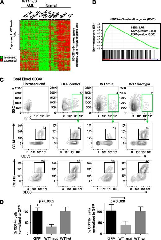 Figure 5. WT1 mutation is associated with repression of hematopoietic PRC2 targets and blocks myeloid differentiation. (A) Heatmap showing normalized U133A microarray expression of H3K27me3-marked genes (identified from the K562 H3K27me3 chromatin immunoprecipitation ENCODE data) that are normally upregulated in maturing myeloid cells in WT1mut AML (total of 26 patient samples, 11 from TCGA and 15 from Cancer and Leukemia Group B data sets) and normal CD34+CD38− hematopoietic stem and progenitor cells, common myeloid progenitors (CMP), granulocyte-macrophage progenitors (GMP), mature granulocytes (Gran), and mature monocytes (Mo). (B) Gene set enrichment plot assessing the degree of PRC2 target gene repression in the WT1mut AML subgroup with respect to other NK AML subtypes (TCGA and CALBG). Genes were ranked according to the degree of downregulation in WT1mut AML compared with rest of NK AML based on the t test. A positive enrichment score (normalised enrichment score = 1.75, nominal P value = 0) indicates repression of H3K27me3 genes that are normally upregulated during myeloid differentiation in WT1mut AML when compared with other NK AML. (C) Human CD34+ cord blood stem/progenitor cells were transduced with lentiviruses encoding WT1mut–IRES-GFP, WT1 wild type–IRES-GFP, or GFP empty vector and cultured in myeloid differentiation media supplemented with IL-3, SCF, FLT3L, and GM-CSF. At day 6, GFP-positive cells were analyzed for expression of myeloid markers CD33, CD11b, and CD14. Flow cytometry analysis shows the percentage of CD14- and CD11b-positive cells within the GFP-positive populations, as well as untransduced cells from 1 representative experiment out of 3 independent experiments. (D) Summary of data from 3 independent experiments showing the percentage of CD33+/CD14+ and CD33+/CD11b+ cells compared with GFP control. Unpaired Student t test was used to determine statistical significance between GFP and WT1mut populations.