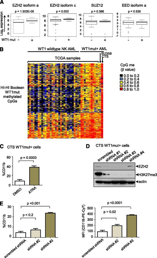 Figure 6. EZH2 is upregulated in WT1 mutated AML and contributes to myeloid differentiation block. (A) Box-and-whisker plots showing log2-normalized RNA Seq expression data for EZH2, SUZ12, and EED in NK AML with and without mutation in WT1 from TCGA patient data. Bar represents Student t test was used to determined statistical significance. (B) Heatmap of β methylation values of WT1me CpG sites in primary AML sample SU359, CTS cells, 11 AML TCGA patients with WT1 mutation, and NK AML TCGA patients without WT1 mutations. (C) CTS cells with endogenous mutation in WT1 were treated with ATRA for 72 hours, and CD11b expression was measured by flow cytometry. Cumulative data from 3 independent experiments is presented with statistical significance determined by unpaired 2-tailed Student t test. (D) CTS cells were transduced with scrambled or EZH2-specific shRNAs and RFP using lentivirus. RFP-positive cells were sorted after 5 days and whole cell lysates were blotted with anti-EZH2, anti-H3K27me3, and anti-actin–specific antibodies. (E) Sorted RFP-positive CTS cells expressing scrambled or EZH2 targeting shRNAs #2 or #3 were passaged for 7 days and stained with anti-CD11b antibody. The percentage of CD11b-positive cells compared with isotype control (left); geometric mean fluorescence intensity (right). Bars indicate standard deviations of a representative experiment performed in triplicate. **P < .001, Student t test unpaired, 2-tailed.