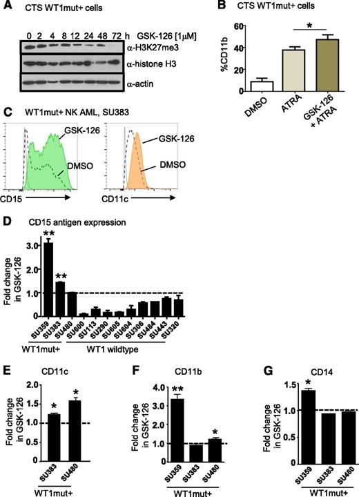 Figure 7. Pharmacologic inhibition of EZH2 in WT1 mutated AML promotes myeloid differentiation. (A) Time course of inhibition of H3K27 trimethylation by GSK-126 in WT1 mutation–positive CTS cells. Western blots were performed on CTS cells after treatment with 1 μM GSK-126 for the time intervals as shown. Whole cell extracts were blotted for anti-H3K27me3, anti-histone H3 (total), and anti-actin. (B) CTS cells were treated with dimethylsulfoxide (DMSO), 1 μM ATRA, or 10 μM GSK-126 and 1 μM ATRA for 72 hours, after which the percentage of cells expressing CD11b was determined by flow cytometry. Bars represent mean of 3 replicates plus standard deviation. A representative of 3 independent experiments in shown. *P < .05, Student t test, 2-tailed. (C) Flow plots showing upregulation of CD15 and CD11c after 72 hours of GSK-126 treatment. Primary AML blasts were obtained from an adult patient (SU383) with a 2-bp insertion mutation in exon 7 of WT1 at P381 and sorted for blasts expressing CD117 and CD34 and cultured in either DMSO or 1 μM GSK-126 for 72 hours. (D) Summary of fold increase in CD15 antigen expression after GSK-126 treatment in vitro compared with DMSO for WT1mut+ AMLs SU359, SU383, and SU480, and 9 WT1 wild-type AMLs as shown, including 1 acute promyelocytic leukemia, SU600. *P < .05; **P < .001, Student t test unpaired, 2-tailed. Statistical significance is only indicated for AMLs that responded with upregulation of CD15 after treatment. (E-G) The fold increase in CD11c (E), CD11b (F), and CD14 antigen expression (G) as measured by flow cytometry in cultured primary AML WT1mut+ blasts after 72 hours of GSK-126 treatment is presented. *P < .05; **P < .001, Student t test unpaired, 2-tailed.