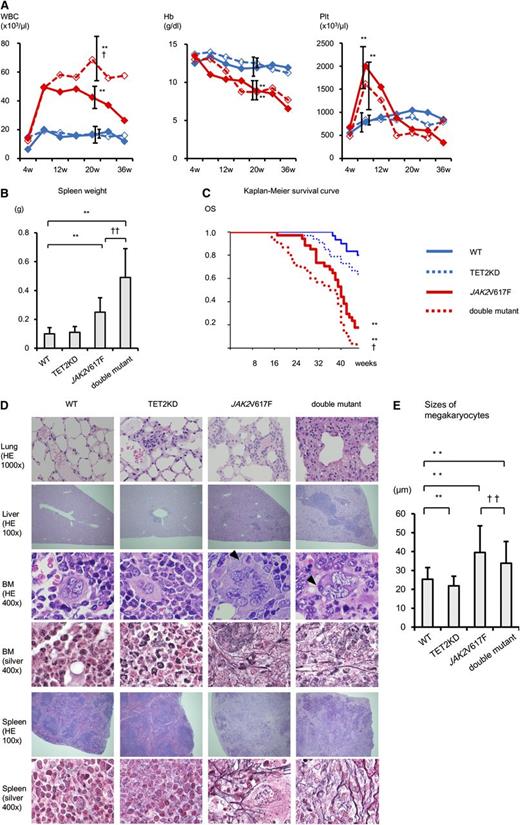 Figure 1. Loss of TET2 function worsens JAK2V617F-induced MPNs. (A) The average complete blood cell counts of recipients every 4 weeks after transplantation (4-36 weeks) (n = 10). Compared with WT mice, JAK2V617F mice and double-mutant mice showed leukocytosis and anemia at 20 weeks and thrombocytosis at 8 weeks. Compared with JAK2V617F mice, double-mutant mice showed prolonged leukocytosis. (B) Spleen weight of recipient mice at 20 to 28 weeks after transplantation (n = 10). Compared with WT mice, JAK2V617F mice and double-mutant mice showed splenomegaly. Compared with JAK2V617F mice, double-mutant mice presented with more severe splenomegaly. (C) Kaplan-Meier survival curves of WT (n = 30), TET2KD (n = 33), JAK2V617F (n = 34), and double-mutant (n = 30) mice. The overall survival (OS) of JAK2V617F mice was worse than WT mice. Compared with JAK2V617F mice, double-mutant mice had modestly shorter survival duration. (D) Histologic analysis of recipient mice at 20 to 28 weeks after transplantation. Lung, liver, BM, and spleen stained with hematoxylin and eosin (HE); BM and spleen with Gomori silver stain. TET2KD mice show minimal extramedullary hematopoiesis of lung and liver. JAK2V617F mice show moderate extramedullary hematopoiesis, abnormal megakaryocytes, and fibrosis in BM and spleen. Double-mutant mice show severe extramedullary hematopoiesis, abnormal megakaryocytes, and fibrosis in BM. (E) Sizes of megakaryocytes in BM of recipients. In each group, the size of 100 megakaryocytes was measured. Megakaryocytes in JAK2V617F mice were significantly larger. Megakaryocytes in double-mutant mice were smaller than those in JAK2V617F mice but still larger than those in WT mice. Error bars represent standard deviation. *P < .05 and **P < .01 vs WT mice; †P < .05 and ††P < .01 vs JAK2V617F mice. Hb, hemoglobin; Plt, platelets; WBC, white blood cells.