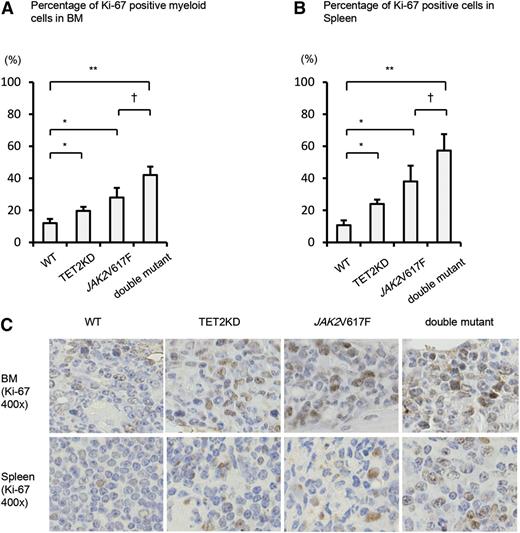 Figure 2. JAK2V617F and TET2KD cooperatively drive cell proliferation. (A) Percentage of immunohistochemically Ki-67-positive myeloid cells in BM. TET2KD mice and JAK2V617F mice showed increased Ki-67 positivity relative to WT mice. Double-mutant mice showed significantly increased positivity relative to single-mutant mice. (B) Percentage of immunohistochemically Ki-67-positive cells in spleen. The pattern of results is similar to that observed in BM. Error bars represent standard deviation. *P < .05 and **P < .01 vs WT mice; †P < .05 vs JAK2V617F mice. (C) Representative immunohistochemical staining for Ki-67 in BM and spleen of recipients.