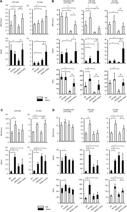 Figure 3. The influence of JAK2V617F and TET2KD on hematopoietic stem/progenitor cells. The proportion (A,C) and absolute numbers of LSKs and LKs (B,D), and the absolute numbers of nucleated cells in the femur (1 per mouse; upper column), spleen (middle column), and body (bottom column) of recipients transplanted with 4 types of cells at 20 to 28 weeks (n = 5-9) (A-B) and at 6 to 8 weeks (n = 4) (C-D) after transplantation. Cell numbers in the body were calculated by summing estimated numbers in whole-body BM and in the spleen, as previously described.34,35 (A) Compared with WT mice, TET2KD mice and double-mutant mice showed increased BM-LSK frequencies, and JAK2V617F mice showed decreased spleen-LSK frequencies; JAK2V617F and double-mutant mice showed increased BM-LK frequencies and spleen-LK frequencies. (B) Compared with WT mice, JAK2V617F mice showed decreased nucleated cells in the femur, spleen, and body. Consequently, LSKs and LKs decreased in the femur, spleen, and body of recipients of JAK2V617F cells. Compared with JAK2V617F mice, double-mutant mice showed increased nucleated cells, LSKs, and LKs in the femur, spleen, and body, and double-mutant mice had comparable numbers of LSKs and LKs in the body as WT mice. (C) Compared with WT mice, TET2KD mice showed increased BM- and spleen-LSK frequencies, and JAK2V617F mice and double-mutant mice showed decreased spleen-LSK frequencies; TET2KD mice and double-mutant mice showed increased BM- and spleen-LK frequencies, and JAK2V617F mice showed increased spleen-LK frequencies. (D) Compared with WT mice, TET2KD mice showed increased nucleated cells in the spleen and body, and increased LSKs and LKs in the femur, spleen, and body; JAK2V617F mice showed increased LSKs and LKs in the spleen; double-mutant mice showed increased LSKs in the body and increased LKs in the femur, spleen, and body. Error bars represent standard deviation. *P < .05 and **P < .01 vs WT mice; †P < .05 and ††P < .01 vs JAK2V617F mice. In the bottom column, the gray bar represents the average cell number in whole BM, the black bar represents that in spleen, and the sum of both represents that in body.