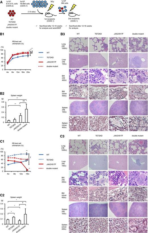 Figure 5. Both JAK2V617F and TET2 knockdown are required to sustain MPNs over long periods. (A) Schematic depiction of competitive and serial transplantation assay. FLs (CD45.2, 1 × 106 cells) and competitor WT BM cells (CD45.1, 5 × 106 cells) were cotransplanted into lethally irradiated recipients (CD45.1), and serial BM transplantation was performed using 1 × 106 recipient BM cells after 16 weeks posttransplantation. (B) Assessment of donor chimerism in the peripheral blood (PB; B1), spleen weight (B2), and histologic analysis (B3) of the first recipients. (B1) Chimerism at 20 weeks was significantly higher in all JAK2V617F, TET2KD, and double-mutant mice compared with WT mice (n = 10, each group). (B2) Spleens in first recipient mice after 12 weeks transplanted with JAK2V617F and double-mutant cells were much heavier than those receiving WT cells (n = 8-10, each group). (B3) Compared with WT mice, TET2KD mice show very mild extramedullary hematopoiesis; JAK2V617F mice show moderate extramedullary hematopoiesis, abnormal megakaryocytes, and fibrosis in BM and spleen; double-mutant mice show severe extramedullary hematopoiesis, abnormal megakaryocytes, and fibrosis. Compared with JAK2V617F mice, double-mutant mice exhibit more severe splenomegaly and extramedullary hematopoiesis. Hematoxylin and eosin (HE) stain and Gomori silver stain. Error bars represent standard deviation. *P < .05 and **P < .01 vs WT; †P < .05 and ††P < .01 vs JAK2V617F. (C) Assessment of donor chimerism in the PB (C1), spleen weight (C2), and histologic analysis (C3) of the second recipients. (C1) Chimerism at 16 weeks was significantly higher in TET2KD and lower in JAK2V617F mice compared with WT mice (n = 4, each group). Double-mutant mice showed sustained chimerism. (C2) Spleens in second recipient mice 12 weeks after transplantation with TET2KD and double-mutant cells were much heavier, and those in JAK2V617F were much lighter than those in WT cells (n = 6-8, each group). (C3) Compared with WT mice, TET2KD mice show mild extramedullary hematopoiesis; JAK2V617F mice show almost normal histologic findings; double-mutant mice exhibit severe extramedullary hematopoiesis, abnormal megakaryocytes, and fibrosis in BM and spleen. HE stain and Gomori silver stain. Error bars represent standard deviation. *P < .05 and **P < .01 vs WT; †P < .05 and ††P < .01 vs JAK2V617F.