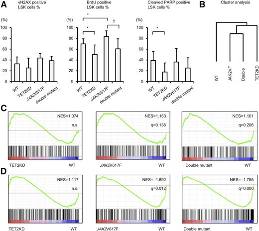 Figure 6. Loss of TET2 interferes with cell-cycle progression and gene expression in JAK2V617F-LSKs. (A) DNA damage, cell cycle, and apoptotic status of mutant LSKs assessed by flow cytometry. Bone marrow CD45.2-LSKs from second recipients at 16 weeks after transplantation in a competitive transplantation assay were gated, and the proportion of DNA damaged, cycling, and apoptotic LSKs was assessed by γH2AX, BrdU, and cleaved poly (ADP-ribose) polymerase (PARP) positivity, respectively. BrdU labeling was assessed after 7 days of in-vivo incorporation. There was no difference in the degree of γH2AX-positive cells among the 4 types of mice. In terms of cell-cycle status, JAK2V617F-LSKs showed greatly increased cell cycling relative to WT-LSKs, but this increase was attenuated by loss of TET2, and the percentage of actively cycling cells eventually declined to the same level as WT-LSKs. Finally, TET2KD cells showed decreased apoptosis. (B) Dendrogram constructed from unsupervised hierarchical clustering of data sets from 4 types of BM-LSKs using Pearson correlation. (C) GSEA demonstrating positive enrichment of the STAT5A target genes in both JAK2V617F-LSKs and double-mutant-LSKs. The normalized enrichment score (NES) from the overall gene expression profiles of LSKs and the false discovery rate q-value are indicated. (D) GSEA demonstrating negative enrichment of the HSC signature genes in JAK2V617F-LSKs and double-mutant-LSKs. Error bars indicate standard deviation of representative experiments performed in triplicate. *P < .05 vs WT; †P < .05 vs JAK2V617F.