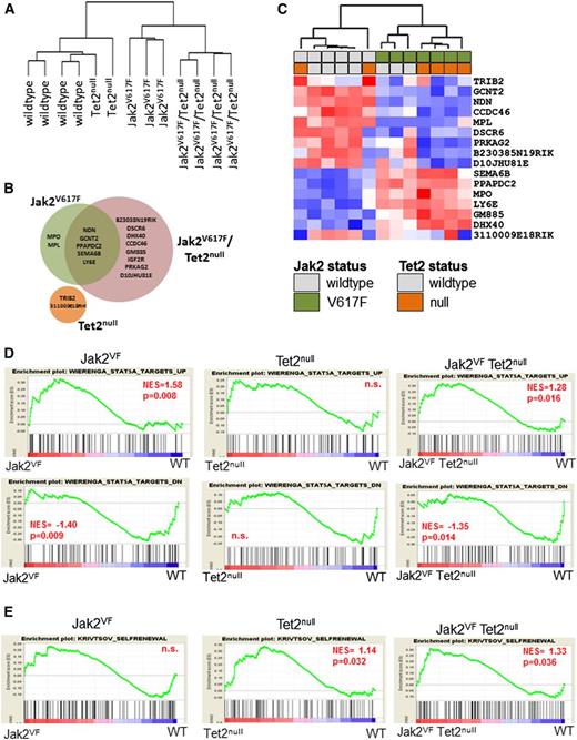 Figure 4. Jak2V617F expression and Tet2 loss cause distinct and nonoverlapping gene expression changes. (A) Dendrogram constructed from unsupervised hierarchical clustering of all 13 data sets from WT (n = 4), Tet2null (n = 2), Jak2VF (n = 3), and Jak2VF/Tet2null (n = 4) LSK cells using Pearson correlation. (B) Venn diagram depicting differentially expressed genes in LSK cells from Jak2VF, Tet2null, and Jak2VF/Tet2null mice (false discovery rate = 10%; minimum fold change relative to WT samples = 1.3). (C) Hierarchical clustering of expression profiles of all 12 data sets according to the 17 genes differentially expressed in either Jak2VF, Tet2null, or Jak2VF/Tet2null mice relative to WT controls. A red/blue color scale depicts normalized gene expression levels (red: high; blue: low). Dendrograms were constructed using Pearson correlation. (D) GSEA demonstrating enrichment for STAT5A target genes in Jak2VF and Jak2VF/Tet2null LSK cells but not in Tet2null LSK cells (top row: STAT5A targets UP; bottom row: STAT5A targets DOWN). (E) GSEA demonstrating enrichment of an HSC self-renewal signature in Tet2null and Jak2VF/Tet2null LSK cells but not in Jak2VF LSK cells. P values for each of the comparisons are indicated in the figure. NES, net enrichment score; n.s., not significant.