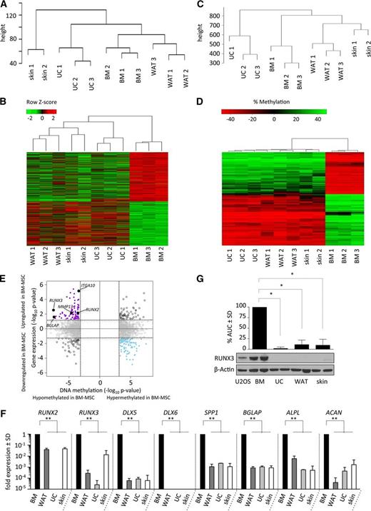 Figure 2. BM-MSCs have a distinct gene expression and DNA methylation signature. (A) Unsupervised hierarchical clustering dendrograms of gene expression analysis performed using Affymetrix GeneChip Human Gene 2.0 ST arrays of early-passage BM-MSCs and WAT-, UC-, and skin-derived MSCs cultured in pHPL. (B) Heat map representing all significant differentially expressed genes, with red indicating high gene expression and green indicating decreased gene expression of BM-MSCs compared with non-BM-derived (WAT/UC/skin) MSCs. (C) Unsupervised hierarchical clustering dendrograms of differentially methylated regions analyzed using HumanMethylation450 BeadChip arrays performed on the same BM-MSCs and WAT-, UC-, and skin-derived MSCs cultured in pHPL as in panel A. (D) Heat map showing the top 100 differentially methylated regions in BM-MSCs compared with non-BM-derived (WAT/UC/skin) MSCs, with red indicating hypomethylation and green indicating hypermethylation. (E) Identification of genes with concordant changes in messenger RNA expression and DNA methylation. Quadrant plot showing differentially methylated CpGs (only CpGs with the most significant P values are depicted) and expression of associated genes. The x-axis depicts the −log10 P value for differentially methylated CpGs; the y-axis depicts the −log10 P value of differential expression for associated genes. Vertical dashed lines indicate a false discovery rate of 5%; horizontal dashed lines indicate a P value of .05. The 4 quadrants are (i) hypomethylated and upregulated in BM-MSCs (solid purple circles and solid black circles); (ii) hypermethylated and downregulated in BM-MSCs (solid blue circles); (iii) hypomethylated and downregulated in BM-MSCs (open black circles); and (iv) hypermethylated and upregulated in BM-MSCs (open black circles). Hypomethylated and upregulated genes with known roles in chondrogenesis and osteogenesis (solid black circles) are labeled with arrows. (F) Quantitative reverse transcription–polymerase chain reaction–based validation of the baseline expression in key genes found to be hypomethylated and overexpressed, as well as other transcription factors and lineage-specific genes associated with cartilage and bone formation in various MSC populations. Runt-related transcription factor 2 and 3 (RUNX2 and RUNX3), distal-less homeobox 5 and 6 (DLX5 and DLX6), osteopontin (SPP1), osteocalcin (BGLAP), bone-specific alkaline phosphatase (ALPL), and aggrecan (ACAN) expression was analyzed in MSCs derived from BM (black bars) compared with WAT (dark gray bars), UC (light gray bars), and skin (white bars). Expression differences for each gene compared with the GAPDH housekeeping gene are shown relative to BM levels. (G) Western blot analysis of RUNX3 protein levels in the positive-control U2OS osteosarcoma cell line, as well as in BM-MSCs and WAT-, UC-, and skin-derived MSCs. Bar graphs depict densitometry-derived mean areas under the curve (AUC) ± standard deviation (SD) normalized to β-actin. All densitometry values are in relation to BM-MSCs (n = 3 per MSC source; *P < .0001).
