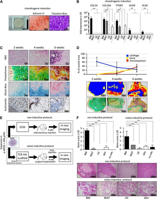 Figure 3. BM-derived MSCs exhibit superior chondrogenic and osteogenic potential. (A) BM-MSCs were differentiated in vitro on Transwell membranes for 28 days in chondrogenic induction medium and then fixed, paraffin-embedded, and analyzed. Macroscopic view (left) of a representative cartilage tissue piece generated by 5 × 105 MSCs. Safranin O (middle) and toluidine blue staining (right) was used for visualization of glycosaminoglycans produced by differentiated hypertrophic chondrocytes. (B) Gene expression analysis of collagen 2a (COL2A), collagen 10a (COL10A), parathyroid hormone receptor 1 (PTHR1), aggrecan (ACAN), and distal-less homeobox 6 (DLX6) by quantitative reverse transcription–polymerase chain reaction after 28 days of chondrogenic induction comparing BM (black bars) to non-BM-derived cells (dark gray, light gray, and white bars). Bar graphs depict fold expression (mean ± SD) of differentiated MSCs over the respective cells in the uninduced state. (C) Endochondral ossification of BM-MSCs precedes marrow development in vivo. Time course analysis (2, 4, and 6 weeks posttranspant) of BM-MSCs transplanted in NSG mice (noninductive protocol), removed and sectioned for histology. Representative images show hematoxylin and eosin (H&E; upper row), pentachrome (second row), and alcian blue staining (third row). Immunohistochemical staining for human vimentin (huVimentin, bottom row) delineates human origin of the developed tissue. (D) Top: quantification of cartilage, bone, and hematopoietic tissue at 2-, 4-, and 6-week time points following transplant (noninductive protocol). Bottom: pentachrome-stained tissue sections (n = 4 ossicles per time point from 4 different human donors) were evaluated for relative percentage of respective tissue using the area calculation tool in ImageJ software. Representative pseudocolored images illustrating areas used for quantification are shown. (E) Bone formation in vivo is restricted to BM-MSCs. Two protocols (noninductive and osteoinductive) for testing bone and marrow niche formation capacity of MSCs are illustrated. Cells (2 × 106) were either directly injected subcutaneously in ECM (matrigel, noninductive protocol) or, to achieve maximal osteogenic induction, were cultured for 72 hours in a medium inducing osteogenic differentiation before being seeded onto (TCP-HA) particles. Thereafter, TCP-HA with attached MSCs was surgically implanted. Transplanted NSG mice received a daily anabolic dose of parathyroid hormone (PTH) for the first 21 days of the experiment to further enhance osteogenesis in vivo (osteoinductive protocol). After 4 weeks, in vivo imaging was performed to evaluate bone formation in both protocols used. Active bone growth and resorption was semiquantitatively evaluated in vivo using the bisphosphonate imaging agent OsteoSense on a Maestro imaging instrument. (F) Top: bar graphs represent bone scores from transplants containing BM-MSCs and WAT-, UC-, and skin-derived MSCs or control implants without cells (n = 3 per source). Cells were applied following either a noninductive (left) or an osteoinductive (right) transplantation protocol. Eight weeks posttransplant, mice were euthanized, and explants were analyzed to confirm in vivo imaging results. Bottom: representative photographs of H&E-stained tissues sections derived from all 4 different MSC-sources are shown as indicated. Student t test *P < .05, **P < .00001.