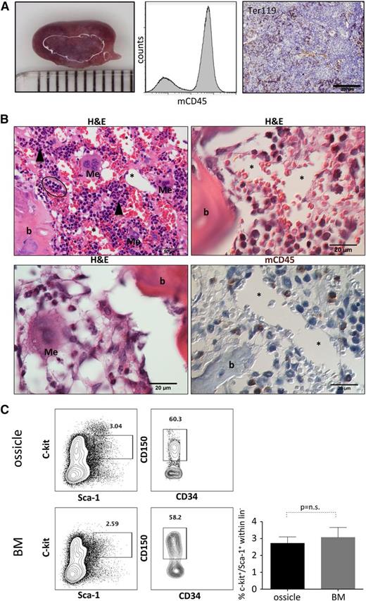 Figure 4. Homing and maintenance of murine hematopoiesis in ectopic niches. (A) Left: representative macroscopic photograph of an ossicle generated by 2 × 106 BM-MSCs at 10 weeks posttransplant (millimeter scale is shown). Abundant hematopoietic tissue within the transplant is reflected by purple coloring. Middle: flow cytometric assessment of the hematopoietic tissue after crushing the ossicle confirmed the presence of mouse CD45+ cells. Right: immunohistochemical staining for TER119 marks erythroid cells within the invaded marrow space. (B) Upper left, upper right, and lower left: hematoxylin and eosin staining illustrating invasion of all three major blood cell lineages, including leukocytes and myeloid precursors (black arrowheads), erythrocytes with foci of immature red cells (black oval), as well as multinucleated megakaryocytes (Me) adjacent to bone (b) and/or BM sinusoids (asterisks). Lower right: immunohistochemistry for murine CD45 (mCD45) showing murine and hematopoietic origin of migrated cells within the ectopic marrow niche. Megakaryocytes (Me) and BM sinusoids (asterisks) are shown. (C) BM-MSC-derived marrow niches are colonized by immature murine HSPCs. Representative flow cytometric contour plots showing analysis of c-kit and Sca-1 surface expression on lineage− cells (left plots) within BM-MSC-derived ossicles (upper row) and the respective mouse BMs (lower row). Lineage−, c-kit+, Sca-1+ cells (rectangular gate) were used for further analysis of murine long-term HSCs. Representative contour plots depict gating on CD150+ LT-HSCs within LSK/CD34−/CD135− cells (right plots). Bar graph summarizes percentage (mean ± SD) of c-kit+/Sca-1+ cells within the lineage− (lin−) population (n = 4; Student t test P value not significant).