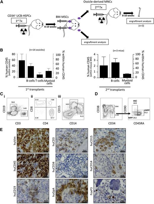 Figure 5. Homing and maintenance of multilineage human hematopoiesis and functional HSPCs in ectopic niches. (A) Schematic illustration of the experimental procedure for studying homing and engraftment of human hematopoiesis. Hematopoietic chimerism (human/mouse) was induced by transplanting UCB-derived CD34+ HSPCs in advance (8-10 weeks) of BM-MSC transplants (1st Tx). After formation of ectopic niches by BM-MSC (indicated by purple color), hematopoietic cells were recovered and either subjected to flow cytometric engraftment analysis or transplanted into irradiated secondary recipients (2nd Tx). (B) Bar graphs show percentage of human chimerism and corresponding leukocyte subsets, including B cells, T cells, and myeloid cells within human CD45-positive cells within ossicles (n = 14; 5 different UCB transplants) of primary recipients (left graph) and within BM (n = 3; 3 different primary UCB transplants) of secondary recipients (right graph). (C) Representative flow-cytometric contour plots depicting (i) representative gating of human B cells (CD19) and T-cells (CD3) within human CD45-positive cells; (ii) T-cell subpopulation analysis revealing CD4+ T-helper cells, CD8+ cytotoxic T-cells, and a minor proportion of double-positive T cells; and (iii) CD33-positive myeloid cells comprising substantial amounts of CD14+ monocytes and CD15+ granulocytes. (D) Human cells within ossicles were analyzed for CD34, CD38, CD90, and CD45RA by flow cytometry. The left plot is gated on lineage negative live cells, whereas the right plots are gated on lineage-negative CD34+CD38− cells. The latter cells contain human HSCs (CD90+/CD45RA−), multipotent progenitor cells (MPPs, CD90−/CD45RA−), and lymphoid primed multipotent progenitor cells (LMPPs, CD90−/CD45RA+). Data shown are representative of multiple samples. Numbers within the plots indicate percentages of the respective parent population. (E) Immunohistochemistry of explanted ossicles confirms flow cytometric results. Representative photographs of immunohistochemical stainings using antibodies specifically binding human vimentin (huVim), huCD45, huCD19, huCD3, huCD34, human glycophorin A (huGpA), huCD15, huCD14, and huFoxP3. MNCs, mononuclear cells.