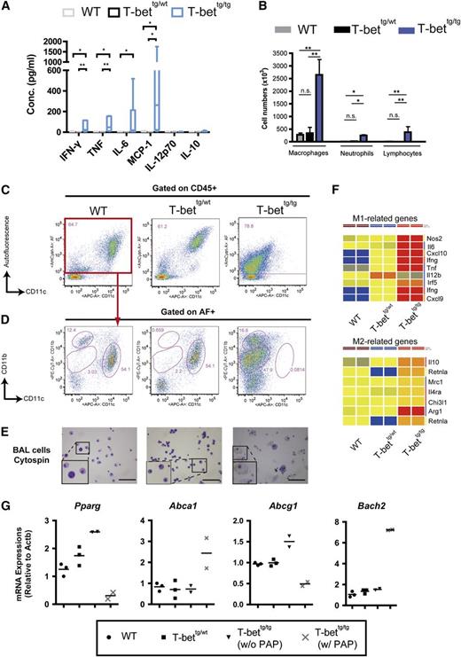 Figure 2. Reorganization of BAL cell populations in T-bettg/tg mice. (A) Concentrations of IFN-γ, TNF, IL-6, MCP-1, IL-12p70, and IL-10 in the BAL fluid from WT, T-bettg/wt, and moribund T-bettg/tg mice at 30- to 50-weeks of age. n = 7, 3, or 5; **P < .01; *P < .05 (Kruskal-Wallis H test, followed by Steel-Dwass tests). (B) Numbers of macrophages, neutrophils, and lymphocytes in BAL fluid from 50-week-old WT, T-bettg/wt, and T-bettg/tg mice. Results are means ± SD; n = 3. **P < .01; *P < .05 (1-way ANOVA, followed by Tukey’s multiple comparisons tests). (C-D) Flow cytometry profiles for alveolar macrophages (C) and autofluorescence-positive population (D) among BAL cells gated to the leukocyte population (CD45+ cells). Data are representative of at least 3 mice. (E) Representative cytologies of BAL cells from mice with the indicated genotypes (Hemacolor staining; bars = 50 µm). (F) The heat-maps of M1- and M2-related genes. (G) Levels of Pparg, Abca1, Abcg1, and Bach2 mRNA expression levels in AF+ BAL cells. n = 3, 3, and 4.