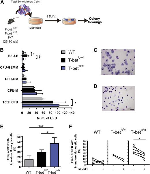 Figure 5. BM hematopoietic stem/progenitor cells from T-bettg/tg mice show impaired monocytic differentiation. (A) Experimental protocol for CFC assays. For the input cells, 25- to 30-week-old WT, T-bettg/wt, and T-bettg/tg whole BM cells were used. (B) Results of colony scoring after 9 days of culture in vitro (D.I.V.). Results are means ± SD; n = 5, 4, and 9. *P < .05, **P < .01 (1-way ANOVA, followed by Tukey’s multiple comparisons tests). (C-D) Representative cytospin images showing a terminally mature macrophage colony from a culture with WT WBMCs (C), and an immature monocytic colony from T-bettg/tg WBMCs (D). Hemacolor staining. Bar = 50 µm. (E) Frequencies of colonies containing immature monocytic cells. Results are means ± SD; n = 5, 4, and 9. *P < .05; ***P < .001 (1-way ANOVA, followed by Tukey’s multiple comparisons tests). (F) Effect of M-CSF addition on the frequencies of colonies containing immature monocytic cells. *P < .05 (paired Student t test). E, erythroid; G, granulocyte; GEMMk, granulocyte, erythoid, macrophage, and megakaryocyte; HSPCs, hematopoietic stem/progenitor cells; M, macrophage, Mk, megakaryocyte.