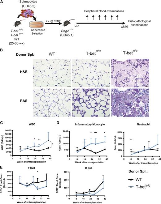 Figure 6. Overexpression of T-bet in lymphocytes initiates PAP development. (A) Diagram of the experimental design. (B) Representative photomicrographs of the lung sections from Rag2−/− recipients transplanted with splenocytes from WT, T-bettg/wt, or T-bettg/tg mice. H&E (top panels) and PAS (bottom panels) staining. Bars = 100 µm. (C) Changes in WBC counts in PB from Rag2−/− recipients after transplantation of WT or T-bettg/tg splenocytes. (D-E) Changes in the numbers of inflammatory monocytes and neutrophils (D), and of T cells and B cells (E), in the PB of Rag2−/− recipients after transplantation of WT or T-bettg/tg splenocytes. Symbols are means ± SD; n = 4 and 8. ***P < 0.001; **P < .01; *P < .05 (Student t test).