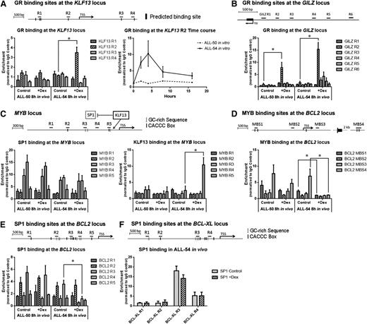 Figure 4. ChIP assay on KLF13 to BCL2 signaling pathway. ChIP was performed using spleen-harvested cells from ALL-engrafted mice treated with dexamethasone 15 mg/kg or vehicle control for 8 hours. The data for each point were generated with samples from 3 randomized ALL-engrafted mice. Time course ChIP study was performed with 3 independent experiments in vitro. (A) GR binding at the KLF13 locus in ALL-50 and ALL-54 following dexamethasone treatment in vivo and time course studies of GR binding at region 2 of the KLF13 locus in ALL-54 in vitro. Black bars refer to GR binding sites predicted in silico. (B) GR binding at the GILZ promoter in ALL-50 and ALL-54 following dexamethasone treatment in vivo. (C) KLF13 and SP1 binding at the MYB promoter in ALL-50 and ALL-54 following dexamethasone treatment in vivo. Dashed bars refer to GC-rich sequences; solid bars refer to CACCC box. (D) c-MYB/v-MYB binding at the BCL2 locus in ALL-50 and ALL-54 following dexamethasone treatment in vivo. Black bars refer to MYB binding sites predicted in silico. (E-F) SP1 binding at the (E) BCL2 and (F) BCL-XL promoter in ALL-50 and ALL-54 following dexamethasone treatment in vivo. TSS, transcription start site; Dex, dexamethasone. *P < .05.