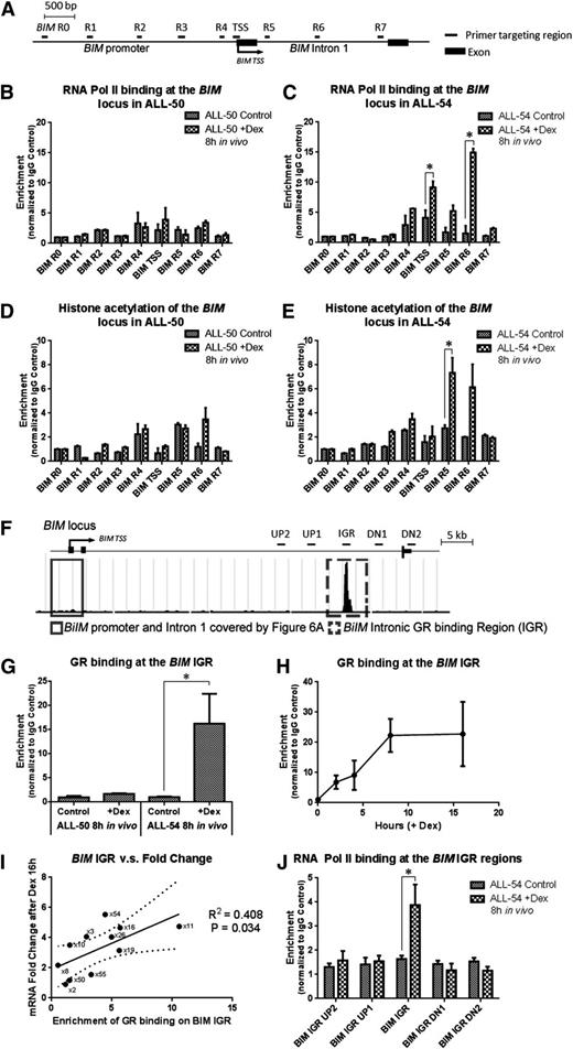 Figure 6. Dexamethasone-induced modulation of the BIM locus. (A) Schematic demonstrating the primers used in the ChIP study covering the BIM promoter and first intron. (B-C) RNA Pol II binding and (D-E) histone acetylation at the BIM locus were determined in (B,D) ALL-50 and (C,E) ALL-54 following 8-hour treatment with dexamethasone or vehicle control in vivo. The data for each point were generated with samples from 3 randomized ALL-engrafted mice. (F) Schematic showing GR binding at the BIM IGR (intronic GR binding region) from the ChIP-seq data. Four pairs of primers were designed to cover 5 to 10 kb up- and downstream of the BIM IGR region. (G) GR binding at the BIM IGR in ALL-50 and ALL-54 following treatment with dexamethasone or vehicle control in vivo (n = 3). (H) Time course study of GR binding at the BIM IGR in ALL-54 following dexamethasone treatment in vitro (n = 3). (I) Regression curve of dexamethasone-induced fold changes of BIM expression vs enrichment of GR binding at the BIM IGR in 11 xenografts, P = .03. BIM expression was detected by RT-PCR using 3 independent experiments in vitro. (J) RNA Pol II binding at the BIM IGR as well as up- and downstream regions in ALL-54 following 8-hour treatment with dexamethasone or vehicle control in vivo (n = 3). TSS, transcription start site; Dex, dexamethasone. *P < .05.
