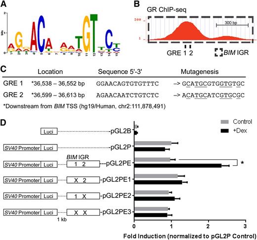 Figure 7. The BIM IGR functions as a dexamethasone-inducible enhancer of transcription. (A) The GR binding motif identified by GR ChIP-seq in in vivo dexamethasone-treated ALL-54 cells. (B) Two potential GREs at the BIM IGR were revealed by sequence analysis, both located within the first peak of the GR ChIP-seq signal. (C) Locations and sequences of the potential GREs, which were mutated as shown (mutated residues are underlined). (D) The effects of single or dual GRE mutations on dexamethasone-induced reporter gene activity in Nalm6 cells. Reporter plasmid with firefly luciferase and control plasmid with renilla luciferase were cotransfected into Nalm6 cells. Firefly luminescence was determined after 16-hour treatment of dexamethasone and normalized to the renilla luminescence signal. The fold inductions were then calculated by normalizing to pGL2P control. N = 5; *P < .05.