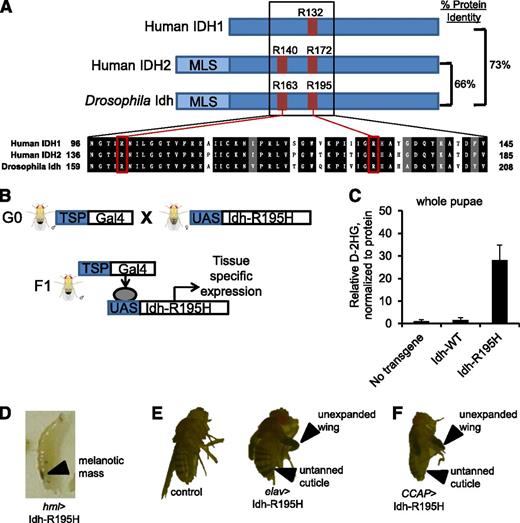Figure 1. Tissue-specific expression of Idh-R195H, the Drosophila homolog to IDH1-R132H, results in D-2HG production. (A) Homology between human IDH1 (GI: 49168486), human IDH2 (GI: 28178832), and Drosophila Idh (CG7176-RK translated region). Human cancer hotspots, including IDH1 R132, IDH2 R140, and IDH2 R172, are shown in red with homologous residues in Drosophila Idh. (B) The UAS/Gal4 binary expression system to express Idh-R195H in targeted tissue lineages. (C) D-2HG in whole pupae, with expression of the indicated transgene driven by the Actin5c driver. Pupae were F1 from the cross of Actin5c-Gal4 and UAS-transgene flies. Data are expressed as mean ± standard deviation (n = 3). (D) Third instar wandering larva with Idh-R195H expressed in hemocytes demonstrating melanotic mass, genotype hml-Gal4, UAS-GFP/+; UAS-Idh-R195H/+ (hml>Idh-R195H). (E) Panneuronal expression of Idh-R195H using the Elav promoter leads to eclosion defect, locomotor defect, and early lethality. Adult Elav-Gal4/+; UAS-Idh-R195H/+ fly exhibiting a wing-expansion defect (top arrow) and cuticle-tanning defect (bottom arrow) is shown. (F) Flies expressing Idh-R195H in CCAP neurons demonstrate wing expansion defect (top arrow) and cuticle-tanning defect (bottom arrow) without obvious locomotor defects. Genotype: CCAP-Gal4/+; UAS-Idh-R195H/+. Flies were visualized on a Leica Kombistereo microscope, original magnification ×10. MLS, mitochondria localization signal; TSP, tissue-specific promoter.