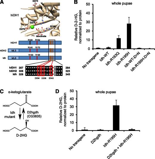 Figure 2. D-2HG mediates mutant Idh phenotypes in Drosophila. (A) Structure of active site of human (h)IDH1 (1T0L displayed with UCSF Chimera v1.5; National Institutes of Health)64,65 with critical metal-binding residues shown, including Asp273, Asp275, and Asp279. Homology analysis shows that Asp334, Asp336, and Asp340 are the homologous residues in fly Idh. (B) D-2HG levels in pupae ubiquitously expressing no transgene, wild-type (WT) Idh, Idh-R163Q, Idh-R195H, and Idh-D>N in which the 3 metal-binding Asp residues are mutated to Asn (D334N-D336N-D340N), and expressing Idh containing the R195H gain-of-function mutation and the D334N-D336N-D340N metal-binding residue mutations (Idh-R195H-D>N). (C) Schematic showing NADPH-linked D-2HG production by Idh mutants, including Idh-R195H. D2HGDH is an FAD-linked enzyme that converts D-2HG to α-ketoglutarate. D2hgdh (CG3835) is a candidate D2HGDH homolog in Drosophila. (D) Pupae ubiquitously expressing Idh-R195H, D2hgdh, neither, or both were analyzed for D-2HG. Data are expressed as mean ± standard deviation from 2 replicates and are representative of 3 independent experiments.