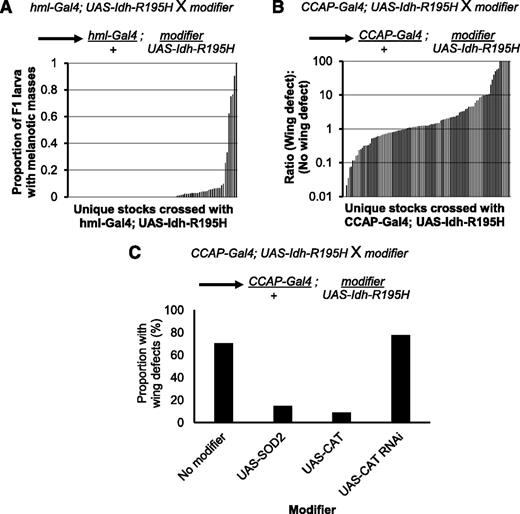 Figure 3. Profiling for genetic interactions with mutant Idh in vivo. (A) Genetic modifiers that enhanced the melanotic mass phenotype induced by mutant Idh were identified by crossing stocks containing a genetic modifier with hml-Gal4, UAS-2xEGFP; UAS-Idh-R195H homozygotes. The resulting offspring were heterozygous for hml-Gal4, UAS-Idh-R195H, and the genetic modifier. Crosses were carried out at 31°C to enhance the melanotic mass phenotype. Penetrance of melanotic masses is shown for 91 crosses in order of increasing penetrance of the melanotic mass phenotype in the F1 flies. (B) Genetic modifiers that suppressed or enhanced the mutant Idh–induced wing phenotype were identified by crossing stocks containing a genetic modifier with CCAP-Gal4, UAS-Idh-R195H homozygotes at 25°C. The resulting offspring were heterozygous for CCAP-Gal4, UAS-Idh-R195H, and the genetic modifier. Penetrance of the wing-expansion defect in 107 crosses is shown in order of increasing penetrance of the wing phenotype. Note the log scale on the y-axis to show the range of phenotype penetrance, with strong suppressors almost completely rescuing the phenotype, and strong enhancers producing almost complete penetrance. (C) Crosses with stocks modifying catalase (CAT) and SOD2. Introduction of SOD2, CAT, or double-stranded RNA targeting CAT to CCAP neurons expressing Idh-R195H. SOD2, superoxide disumutase 2.