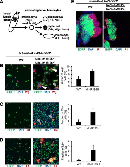 Figure 5. Expansion of circulating hemocyte compartments by mutant Idh. (A) Hemocyte differentiation program in Drosophila. Prohemocytes are undifferentiated cells in Drosophila that are Wg+.68 The lymph gland is the organ for hematopoiesis where maintenance and differentiation of prohemocytes occurs in postembryonic Drosophila. In larval circulation, prohemocytes can differentiate into crystal cells (C4+), into plasmatocytes (P1+), or under stress into lamellocytes (L1+). (B) Mutant Idh increases Wg+ hemocytes in circulation (red), compared with WT background. Most Wg+ hemocytes had relatively low hml expression, as reflected by low enhanced GFP (EGFP) signal, characteristic of prohemocytes (white arrows). Other Wg+ hemocytes strongly expressed hml, characteristic of crystal cells (gray arrow).36,68 (C) Staining of crystal cells in larval circulation (C4+).51 Mutant Idh induces a slight increase in crystal cell composition. All C4+ cells were strongly hml+ (gray arrows). (D) Staining of lamellocytes in larval circulation (L1+). Mutant Idh induces an increase in lamellocyte composition. (E) The third instar larval lymph gland. Hemocyte precursor population or Dome+ cells are marked by GFP. Differentiated plasmatocytes of cortical zone are marked by P1,50,73 shown in red. Mutant Idh expression under control of the lymph gland hemocyte dome-Gal4 driver is associated with a lack of differentiated cortical zone plasmatocytes (red) compared with controls. Genotypes for panels B-D: hml-Gal4, UAS-2xEGFP (control); hml-Gal4, UAS-2xEGFP; UAS-Idh-R195H (Idh mutant). Genotypes for panel E: dome-Gal4, UAS-EGFP/+ (control); dome-Gal4, UAS-EGFP/+; UAS-Idh-R195H/UAS-Idh-R195H (Idh mutant). Data are expressed as mean ± standard deviation for 3 independent groups of animals. Samples were visualized using a Nikon TE2000-E phase-contrast inverted epifluorescence microscope with a SensiCamQE camera, original magnification ×10, with MetaMorph, v6.2r6 software. Wg, Wingless.