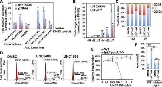Figure 5. Cdkn2a reactivation plays a critical role in UNC1999-mediated growth inhibition. (A) Change in p16Ink4a and p19Arf gene expression following a 3-day treatment with 3 μM UNC1999 among 6 independent murine leukemia lines, either freshly immortalized by MLL-AF9 or MLL-ENL (left) or derived from MLL-AF9–induced primary murine leukemia (right). Y-axis represents fold-change in gene expression after normalization to GAPDH and DMSO treatment, and error bars represent SD of triplicates. *P < .05; **P < .01; ***P < .001. (B) RT-qPCR shows time-dependent derepression of p16Ink4a and p19Arf by UNC1999 in a leukemia line derived from MLL-AF9–induced primary tumors. *P < .05; **P < .01; ***P < .001. (C) Summary of cell-cycle status of MLL-AF9–transformed murine leukemia progenitors following 2-day or 7-day treatment with DMSO, or 3 μM UNC2400 or UNC1999. (D) Representative histograms showing DNA contents measured by PI staining of MLL-AF9–transformed leukemia cells after treatment with 3 μM of compounds for 2 days. (E) Relative proliferation of MLL-AF9–transformed murine leukemia cells, either wild-type (red) or p16Ink4a−/−/p19Arf−/− (purple), after treatment with various concentrations of UNC1999 for 12 days. Y-axis, presented as the mean of triplicates ± SD, represents the relative percentage of cell numbers after normalization to DMSO treatment. (F) Summary of apoptotic induction in MLL-AF9–transformed murine leukemia progenitors, either wild-type (WT) or p16Ink4a/p19Arf-deficient, following a 6-day treatment with 3 μM of compounds as assayed by PI staining. **P < .01; ***P < .005. WT, wild type.