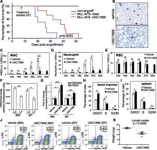Figure 7. UNC1999 prolongs survival of MLL-AF9–induced murine leukemia models in vivo. (A) Kaplan-Meier curve showing leukemia kinetics after transplantation of MLL-AF9–induced primary murine leukemia into syngeneic mice. Starting from day 7 posttransplantation, mice received oral administration of either vehicle (blue) or 50 mg/kg UNC1999 (red) twice per day. Black lines (top) represent nontransplanted normal mice treated with vehicle or UNC1999. Cohort size, 6 to 7 mice. (B) Typical Wright-Giemsa staining images of the peripheral blood smears prepared from the vehicle- (top) and UNC1999-treated (bottom) leukemia mice 25 days posttransplantation. (C-E) Summary of counts of the WBCs (C), neutrophils (D), and RBCs (E) in the peripheral blood of vehicle- (white) or UNC1999-treated (black) leukemia mice at the indicated date posttransplantation. *P < .05; **P < .01; ***P < .001. (F) Summary of H3K27me3 levels in cells isolated from bone marrow or spleen of vehicle- (LV) and UNC1999-treated (LT) leukemia mice as quantified by flow cytometry. *P < .05; **P < .01. (G) Fold-change in p16Ink4a and p19Arf gene expression in cells isolated from bone marrow or spleen of the UNC1999-treated (black) leukemia mice in comparison with vehicle-treated (white). *P < .05; **P < .01. (H-I) Summary of cell-cycle status of cells isolated from bone marrow (H) or spleen (I) of vehicle- (white) and UNC1999-treated (black) leukemia mice 25 days posttransplantation. *P < .05; **P < .01. (J) Flow cytometry (performed 25 days posttransplantation) detects leukemia cells (labeled by bicistronic GFP expression in x-axis) and their c-Kit expression (y-axis) in the bone marrow or spleen after treating mice with either vehicle or 50 mg/kg UNC1999. (K) Comparison of sizes of lymph nodes isolated from the MLL-AF9–induced leukemia mice after treatment with either vehicle or 50 mg/kg UNC1999. BM, bone marrow; GFP, green fluorescent protein; LT, UNC1999-treated leukemia mice; LV, vehicle-treated leukemia mice; RBC, red blood cell; SP, spleen.