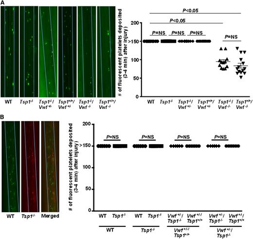 Figure 1. TSP1 did not significantly contribute to initial platelet adhesion to injured arterioles either in presence or absence of VWF. Using intravital microscopy the number of fluorescent-labeled platelets that deposited on the 250 µm vessel wall segments within 3 to 4 minutes after FeCl3 injury was quantitated. Platelet counts >150 were counted as 150 for statistics. (A) Left panel shows representative photomicrographs of single platelet adhesion (3-4 minutes) after injury. Blue line delineates the vessel. Right panel shows quantification of platelets adhered to the injured mesenteric arteriole after injury. N = 10 to 14 mice/group. (B) Left panel shows representative photomicrographs of adhesion of platelets from WT (calcein green, AM labeled) and Tsp1−/− (calcein red-orange AM labeled) in recipient WT mice using 2-channel imaging. Right panel shows quantification of differential fluorescently labeled platelets that adhered within 3 to 4 minutes after injury. N = 6 mice/group. Data are represented as mean ± standard error of the mean. NS, nonsignificant.