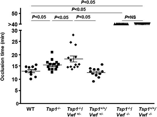 Figure 4. TSP1 deficiency in mice prolongs mean time to complete occlusion in injured arteriole. Dot plot represents the time required for complete occlusion, which was quantitated as time required for blood to stop flowing for 30 seconds in arterioles injured with 10% FeCl3. The mean time to complete occlusion was significantly prolonged in Tsp1−/− mice when compared with WT (P < .05). None of the injured vessels occluded in Tsp1−/−/Vwf−/− and Tsp1+/+/Vwf−/−. The mean time to complete occlusion was significantly prolonged in Tsp1−/−/Vwf+/− when compared with Tsp1+/+/Vwf+/−, suggesting a threshold of VWF is required for TSP1 to modulate arterial thrombosis. Data represent mean ± standard error of the mean. N = 10 to 13 mice/group. NS, nonsignificant.