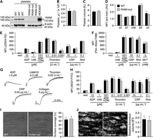 Figure 1. Unaltered inside-out activation of integrins in RIAM-null platelets. (A) Western blot analysis reveals the absence of RIAM protein (Epitomics, EP2806; 110 kDa) in RIAM-null platelets. (B) Unaltered platelet number and (C) size in RIAM-deficient mice as assessed by flow cytometry (FACSCalibur; BD Biosciences) and with a standard blood cell analyzer (Sysmex). (D) Integrins are normally recruited to the surface of RIAM-null platelets upon stimulation with thrombin (0.01 U mL−1). Unaltered activation of platelet (E) αIIbβ3-integrin (JON/A-PE) translates into normal (F) fibrinogen-binding and (G) aggregation responses of RIAM-null platelets as determined by (D-F) flow cytometry or (G) turbidometric aggregometry (APACT). For aggregation studies with thrombin, collagen-related peptide (CRP), collagen, and U46619 washed platelets (1.5 × 105 platelets per μL) were used; aggregation studies with ADP were performed in platelet-rich plasma (1.5 × 105 platelets per μL). U46, U46619, a stable thromboxane A2 analog; Rhd, rhodocytin. Activation of platelet (H) β1-integrin (9EG7-FITC), as well as (I) adhesion and (J) thrombus formation of RIAM-null platelets under flow (1000 s−1) on collagen I (100 μg mL−1) was indistinguishable from wild-type controls. Images were acquired with a Zeiss Axiovert 200 inverted microscope (40×/0.6 oil objective). Scale bars in I and J represent 25 µm. (B-F,H-J) Values are mean ± standard deviation. Curves in G represent light transmission over time, with platelet-rich plasma set as 0% and platelet-poor plasma as 100% aggregation. The presented results are representative of ≥3 independent experiments with at least n = 3 vs 3 individuals per group.