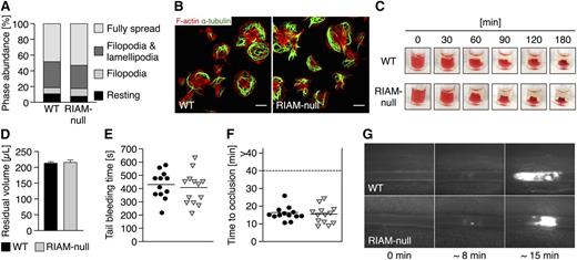 Figure 2. RIAM deficiency does not affect platelet outside-in signaling and in vivo thrombus formation. RIAM-null platelets display a normal (A) spreading and (B) reorganization of the actin (red, Phalloidin Atto647N) and tubulin (green, α-tubulin-Alexa F488) cytoskeleton on a fibrinogen-coated (100 μg mL−1) surface. Values in A represent mean. Images in B were acquired with a TCS SP5 confocal microscope (100×/1.4 oil STED objective; Leica Microsystems). Scale bars represent 3 µm. (C-D) Platelet clot retraction of RIAM-null platelets was indistinguishable from wild-type controls. Values in D are mean ± standard deviation. In vivo, RIAM deficiency neither interfered with (E) normal hemostasis as assessed by a tail bleeding time assay nor with (F-G) arterial thrombus formation upon FeCl3-induced damage of the endothelium. Each symbol in E represents 1 individual. Each symbol in F represents 1 mesenteric arteriole. Horizontal lines in E and F represent mean. Arterioles in G were visualized with an Axiovert 200 inverted microscope and a 10×/0.25 objective (Zeiss). The presented results are representative of ≥3 independent experiments with at least n = 3 vs 3 individuals per group.