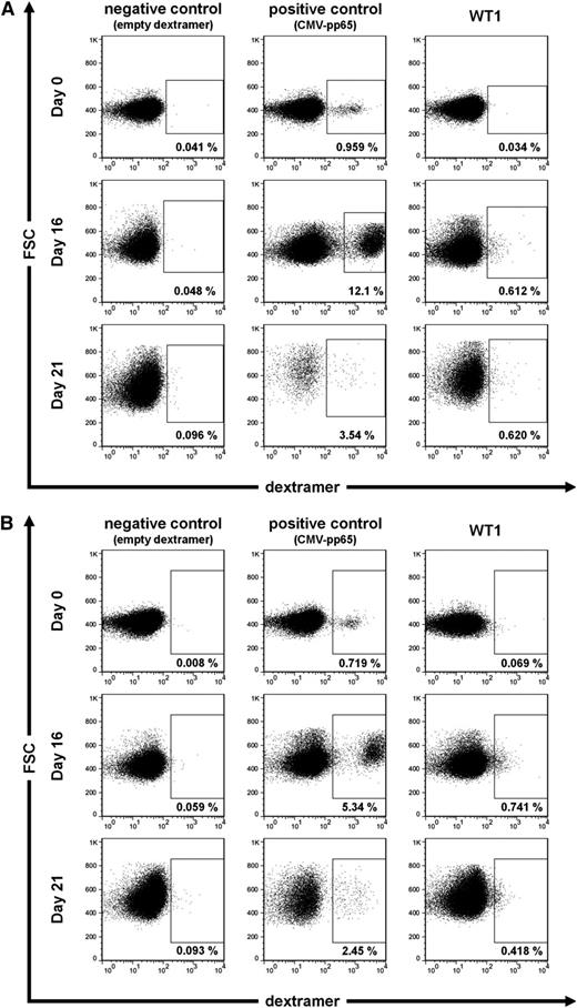 Figure 4. In vitro T-cell expansion. Two batches of PBMCs from each donor were peptide-stimulated (10 µmol/L) over a course of 9 days. The first batch was analyzed on day 16 without further restimulation. The second batch was restimulated with CD3/CD28-coated beads on day 14 and analyzed on day 21. Cells were analyzed using dextramer staining on day 0 (ex vivo), day 16 (first batch), and day 21 (second batch). After gating cells with the forward and side light scatter properties of lymphocytes, dextramer-positive cells were measured as percentage of CD3/CD8-positive cells. Empty dextramer was used as negative control; CMV-pp65 was used as positive control. (A) Fluorescence-activated cell sorter (FACS) dot plots of representative female subject UPN T6. (B) FACS dot plots of representative male subject UPN T14.