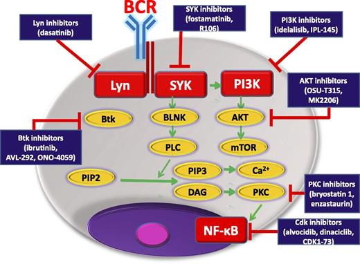BCR-signaling pathway showing kinase inhibitors, already approved or potentially useful in CLL, and their biological targets. BLNK, B-cell linker; Cdk, cyclin-dependent kinase; DAG, diacylglycerol; Lyn, member of the Src family of protein tyrosine kinases; NF-κB, nuclear factor κB; PIP2, phosphatidylinositol 4,5-bisphosphate; PIP3, phosphatidylinositol (3,4,5)-trisphosphate; PKC, protein kinase C; PLC, phospholipase C; mTOR, mammalian target of rapamycin.
