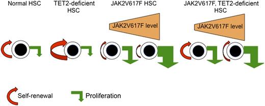 Model for the regulation of HSC self-renewal and proliferation by TET2 loss, JAK2V617F, and the combination of JAK2V617F and TET2 loss. TET2 loss increases the self-renewal of HSCs without significant effects on their proliferation, explaining that TET2-deficient HSCs outcompete normal HSCs and lead to clonal hematopoiesis. The effects of JAK2V617F on HSCs are dependent on the level of expression and yet-unknown parameters. At low levels of expression, JAK2V617F induces the proliferation of HSCs but slightly decreases self-renewal. The proliferation effect being predominant, JAK2V617F HSCs are capable of outcompeting wild-type HSCs. At high levels of expression, JAK2V617F may more profoundly alter the functions of HSCs. The TET2 loss restores the function of JAK2V617F by increasing self-renewal. The restoration is complete or incomplete depending on the defect of the JAK2V617F HSCs. Overall, TET2 loss increases the fitness of JAK2V617F to induce an MPN.