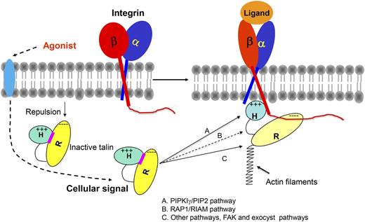 Pathways for talin-mediated activation of integrins. In the unstimulated platelet, integrin αIIbβ3 exists in a resting state (does not bind ligand with high affinity) and talin exists in the cytosol in an autoinhibited state in which interaction between its rod (R) domain and its head (H) domain occludes the integrin-binding site in the head domain. Three pathways are known to relieve the autoinhibition of talin, allowing its recruitment to the cell membrane via a push-pull charge-dependent mechanism8 and to the integrin β subunit. The paper by Stritt et al1 indicates that the RIAM is dispensable for talin-mediated activation of integrin and the responses mediated by activated and occupied integrin αIIbβ3.