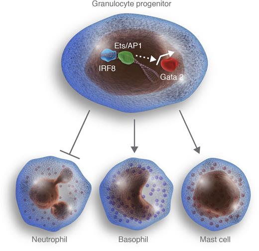 IRF8 represses neutrophil potential and promotes basophil and mast cell development. Sasaki and colleagues demonstrate that the transcription factor IRF8 interacts with transcriptional partners, such as Ets and/or AP-1 family members, to activate Gata2 expression in granulocytic progenitors, probably through indirect mechanisms. The expression of Gata2 in turn represses production of neutrophils and promotes basophil and mast cell production. Professional illustration by Luk Cox, Somersault 18:24.