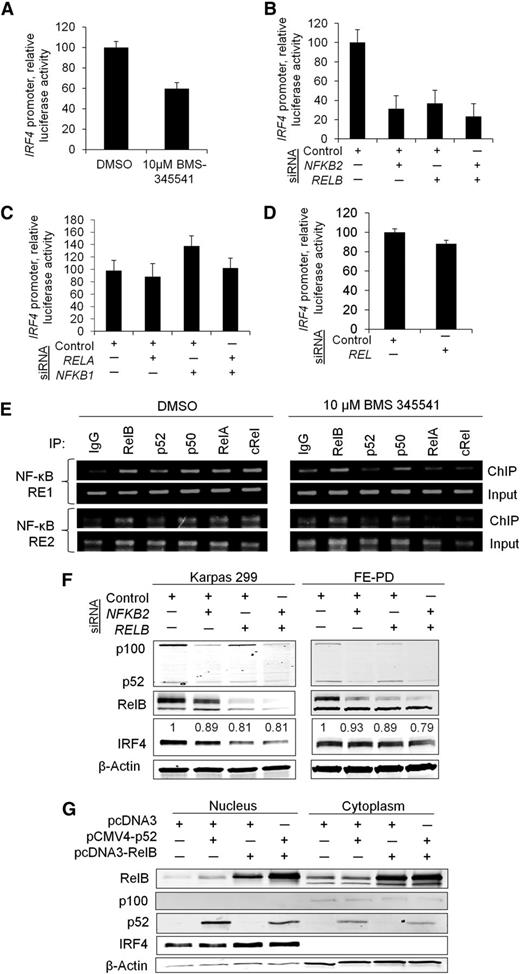 Figure 4. RelB and p52 transcriptionally regulate IRF4. (A) The IκB kinase inhibitor BMS-34554 (“BMS”) decreased IRF4 promoter activity 3 hours postadministration (P = .0086; Karpas 299). (B) Individual and concurrent knockdown of NFKB2 (p52) and RELB attenuated IRF4 promoter activity (P = .014; Karpas 299). (C) Knockdown of RELA (p65) alone or in combination with NFKB1 (p50) had no effect on IRF4 promoter activity (P = .25; Karpas 299). (D) Knockdown of REL (c-Rel) did not significantly inhibit IRF4 promoter activity (P = .063; Karpas 299). (E) ChIP demonstrated that all NF-κB subunits interacted with NF-κB REs 1 and 2 in the IRF4 promoter, located 1166 bp and 103 bp upstream of the IRF4 transcription start site, respectively (Karpas 299). These interactions were diminished to varying degrees by BMS-345541 3 hours postadministration. (F) Concurrent knockdown of NFKB2 and RELB resulted in decreased IRF4 protein expression in Karpas 299 and FE-PD cell lines. Densitometry values for IRF4 bands normalized to β-actin are shown. (G) Simultaneous overexpression of p52 and RelB increased nuclear IRF4 protein abundance in Karpas 299.