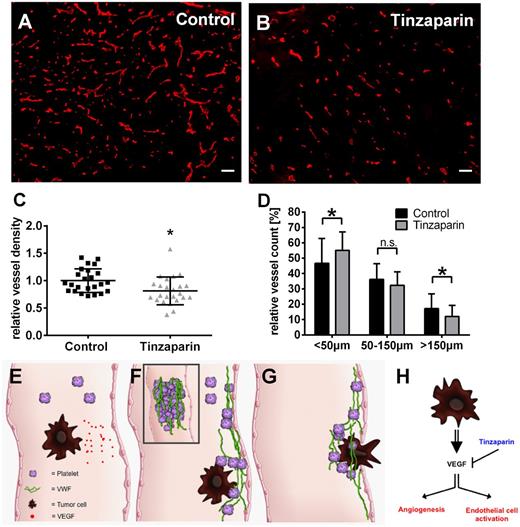 Figure 7. Tinzaparin inhibits VEGF-A–mediated angiogenesis in primary skin tumors and impedes tumor cell metastasis. Tumor-bearing mice were treated with vehicle (A; control) or tinzaparin (B) and cryosections of primary tumors were analyzed by immunofluorescences for CD31. Morphometric quantification of the vessel density (C) demonstrates a significant difference in vessel density upon tinzaparin treatment compared with control tumors. Quantitative assessment of vessels in tinzaparin-treated tumors (D) shows that tinzaparin treatment results in a significant increase of small vessels (<50 µm) and decrease of big vessels (>150 µm). Plots show mean ± SD (n = 4-6 animals of 2 independent experiments; scale bar = 100 µm; *P < .05). Schematic overview shows the role of tumor cell-mediated EC activation in cancer progression (E-G). Circulating tumor cells secrete VEGF (E) followed by activation of endothelial cells and the release of procoagulatory VWF fibers (F). VWF mediates platelet aggregation and tumor cell binding, promoting extravasation (G). Binding of the LMWH tinzaparin blocks VEGF-mediated angiogenesis and VWF release attenuating tumor progression (H).