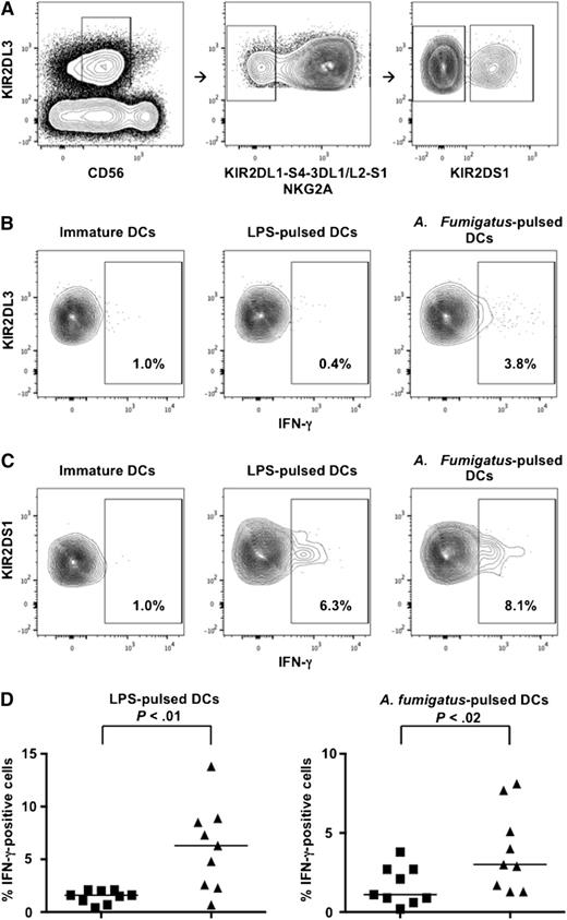 Figure 6. KIR2DS1+ alloreactive NK cells produce more IFN-γ than KIR2DS1– alloreactive NK cells. Resting NK cells were incubated with immature or LPS- or A fumigatus–pulsed HLA-C1–missing, HLA-C2/C2 DCs. Cells were stained with the following mAb combination: anti-CD56-PE-Cy7, anti-KIR2DL2/L3/S2-FITC, anti-KIR2DL1-PE, anti-KIR3DL1/S1-PE, anti-KIR3DL1/L2-PE, anti-KIR2DS4-PE, anti-NKG2A-PE, anti-KIR2DL1/S1-APC, and anti-IFN-γ-PerCp-Cy5.5. (A) Gating strategy that identified potentially alloreactive NK cells against HLA-C1–missing, HLA-C2/C2 cell targets. Left panel: identification of KIR2DL3+ NK cells within CD56dim lymphocytes. Middle panel: identification of potentially alloreactive NK cells, which expressed KIR2DL3 and did not express KIR2DL1, KIR3DL1/S1, KIR3DL2, KIR2DS4, and NKG2A receptors. Right panel: identification of KIR2DL3+ potentially alloreactive NK cells that expressed KIR2DS1 (right quadrant) or did not express KIR2DS1 (left quadrant) (a minimum of 300 events were analyzed). (B) IFN-γ production by KIR2DS1– alloreactive NK cells. (C) IFN-γ production by KIR2DS1+ alloreactive NK cells. (D) Frequencies of IFN-γ+ cells in KIR2DS1– (squares) and KIR2DS1+ (triangles) alloreactive NK cells in 9 HLA-C1+ individuals. Each symbol represents NK cells from 1 individual. Bars represent median frequency of IFN-γ+ cells. Differences between the groups were tested by Wilcoxon matched-pairs test.
