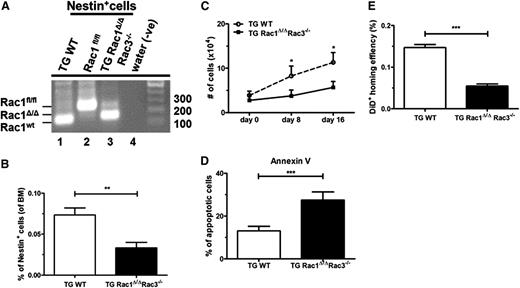 Figure 1. Rac excision from perivascular niche leads to enhanced apoptosis and decreased numbers of Nestin+ cells and reduced homing of WT cells into the BM of perivascular Rac-deleted mice. (A) Confirmation of deletion of Rac1 sequences in Nestin+ cells isolated by flow cytometry from TG Rac1 Δ/ΔRac3−/− mice. The DNA size ladder is at the right. The position of floxed, deleted (Δ), and WT Rac1 bands are shown at the left. Genotypes are shown above. (B) Percentage of Nestin+ cells defined by expression of CD51+PDGFRα+ in the BM of the genotypes shown below each lane. Data represent mean ± standard deviation (SD); N = 5 experiments repeated four times, **P < .01. (C) Growth of cultured Nestin+ cells from TG WT and TG Rac1Δ/ΔRac3−/− mice. CD51+PDGFRα+ Nestin+ cells were sorted by flow cytometry from BM nucleated cells gated on live CD45/CD31/Ter119– cells (as described in supplemental Figure 1A) and were cultured in vitro over 16 days. Data represent mean ± SD; N = 5 experiments repeated 3 times for each condition, *P < .05 (day 8) and *P < .02 (day 16). (D) Apoptosis in Nestin+ cells isolated from TG WT and TG Rac1Δ/ΔRac3−/− mice as determined by Annexin V+ staining using flow cytometric analysis. Data represent mean ± SD; N = 5 experiments repeated four times, ***P < .001. (E) Homing of DiD-labeled WT LDMB cells injected into recipient mice of each genotype and measured by flow cytometry 12 hours after infusion as described in Material and methods. Data are expressed as % of WT and represent analysis of the equivalent number of live cells/group and time point; mean ± SD, ***P < .001, N = 16 recipients (homing) and experiments were repeated 3 times.