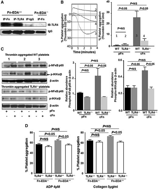 Figure 4. Cellular Fn-EDA+ potentiates platelet aggregation through TLR4. (A) Representative immunoblots showing interaction between cellular Fn-EDA+ and TLR4. Proteins in platelet lysates from Fn-EDA+/+ or Fn-EDA−/− mice were immunoprecipitated with anti-Fn or anti-TLR4 antibodies or control IgG and immunoblotted using anti-TLR4 antibodies. (B) Representative tracings and corresponding bar diagrams showing aggregation responses of WT or TLR4−/− platelets to thrombin (0.02 U/mL) in the presence of 40 µg/mL of either human pFn or cFn. Tracing 1 represents WT washed platelets treated with pFn; tracing 2 represents TLR4−/− washed platelets treated with pFn; tracing 3 represents WT washed platelets treated with cFn; and tracing 4 represents TLR4−/− washed platelets treated with cFn. Data are presented as mean ± SEM. N = 4 to 5 mice per group. (C) Representative immunoblots and corresponding bar diagrams showing expression of phospho-NF-κB p65 and phospho-IKK α/β relative to β-actin in lysates of thrombin (0.02 U/mL) aggregated (4 minutes) WT and TLR4−/− platelets in the presence of either pFn or cFn. Data are presented as mean ± SEM. N = 3 mice per group. (D) Bar diagrams showing aggregation responses in PRP induced by adenosine 5′-diphosphate (ADP; 4 µM) or collagen (5 µg/mL). Data are presented as mean ± SEM. N = 5 to 6 mice per group.