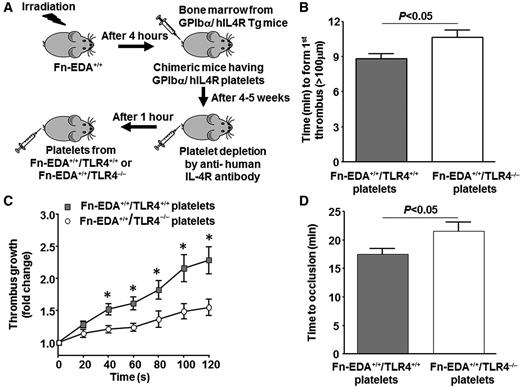 Figure 5. Platelet TLR4 contributes to cellular Fn-EDA+-mediated accelerated thrombosis in injured arteries. (A) Schematic depicting the technique for generating chimeric mice with platelet-specific TLR4 deficiency. (B-D) Graphs representing mean time to first thrombus formation (B), thrombus growth (C), and mean time to occlusion (D) in FeCl3-injured carotid arteries. *P < .05 compared with mice infused with Fn-EDA+/+/TLR4−/− platelets. Data are presented as mean ± SEM. N = 9 to 10 mice per group.