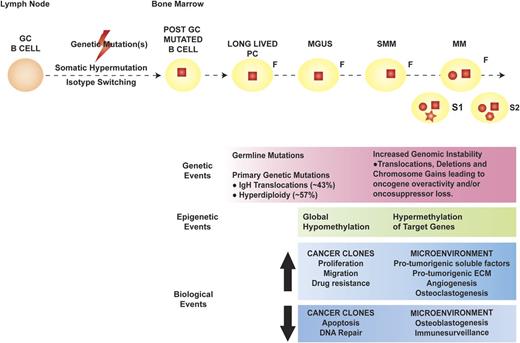 Figure 1. Pathogenesis of MM. The orange round cell represents a normal B cell, whereas the yellow round cell is a mutated, post–germinal center (GC) B lymphocyte that later differentiates into a long-lived PC (yellow oval). In MM pathogenesis, the initial genetic event (red square) is thought to occur in the GC, facilitated by the processes of somatic hypermutation and isotype switching, and characterizes the founder clone (F). Later genetic mutations occur at the time of transformation to MM (red circle), with de novo mutations (red geometric shapes) acquired during disease evolution and heterogeneously present in different subclones (S1 and S2). The genetic, epigenetic, and biological events occurring in the cancer clones and BM microenvironment during the evolution of premalignant dyscrasia to MM are outlined in the pink, green, and blue boxes, respectively. ECM, extracellular matrix.