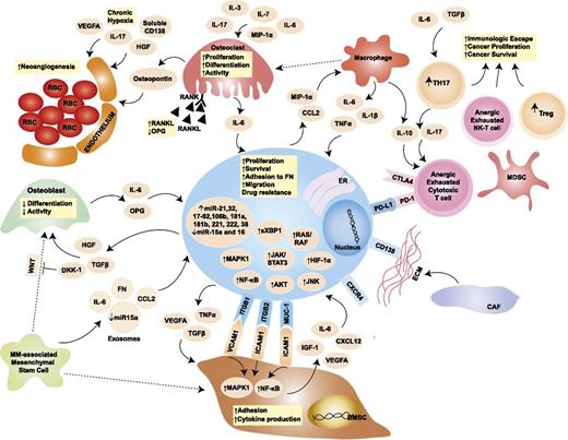 Figure 2. Role of the BM niche in MM pathogenesis. The blue oval in the center is the MMC, with its close interplay with cellular and acellular components of the BM. The pale orange ovals represent relevant cytokines/chemokines in the BM milieu. Dotted arrows indicate differentiation, whereas solid arrows indicate secretion and/or effect on a target cell. Yellow squares contain a synopsis of the overall effect of cytokines and cell-to-cell contact on the target cell. Key signaling cascades, transmembrane proteins, and intracellular organelles, which are of interest for molecularly targeted therapies, are represented. BMSC, BM stromal cell; CAF, cancer-associated fibroblast; CCL2, chemokine (C-C motif) ligand 2; CTLA4, cytotoxic T-lymphocyte-associated protein 4; CXCL12, chemokine (C-X-C motif) ligand 12; CXCR4, chemokine (C-X-C motif) receptor 4; DKK-1, dickkopf WNT signaling pathway inhibitor 1; ER, endoplasmic reticulum; FN, fibronectin; HGF, hepatocyte growth factor; HIF-1α, hypoxia-inducible factor 1α; ICAM1, intercellular adhesion molecule 1; IGF-1, insulinlike growth factor 1; ITGB1, integrin β1; ITGB2, integrin β2; JNK, c-JUN N-terminal kinase; MAPK1, mitogen-activated protein kinase 1; MDSC, myeloid-derived suppressor cell; MIP-1α, macrophage inflammatory protein 1α; MUC-1, mucin 1; NK-T cells, natural killer T cells; OPG, osteoprotegerin; PD-1, programmed cell death 1; PD-L1, programmed ligand death 1; RANK, receptor activator of NF-κB; RANKL, RANK ligand; RBC, red blood cell; TGF-β, transforming growth factor β; TH17, T helper 17 cell; Treg, regulatory T cell; VCAM1, vascular cell adhesion molecule 1; VEGFA, vascular endothelial growth factor A; WNT, wingless-type. Adapted from Bianchi and Anderson47 with permission.