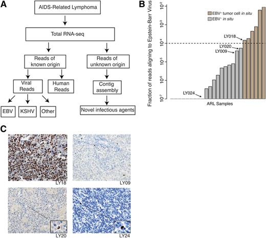 Figure 1. Transcriptome sequencing coupled with the PathSeq computational analysis pipeline is highly sensitive and specific for detecting presence of novel and known viruses in primary AIDS-related lymphoma samples. (A) The PathSeq pipeline profiles total RNA by random hexamer priming and high-throughput sequencing. Reads that do not map to the human genome are aligned against known viral and bacterial genomes. The remaining unmappable reads are assembled into contigs to detect transcripts originating from novel viruses. (B) PathSeq is sensitive and specific for detecting the EBV in tumor cells. Viral read count fraction (y-axis) is shown for all ARL samples (x-axis). Using a threshold of 0.01%, we were able to uniquely identify all EBV-positive cases, which were confirmed by in situ hybridization for the EBV encoded RNA 1 (EBER1) transcript. A complete listing of read counts, viral ISH detection, and case identifiers can be found in Table 1. (C) Samples with <0.01% of reads aligning to EBV were profiled by ISH for EBER1 to determine if any of these cases were mislabeled as EBV negative by PathSeq. While scattered EBV+ cells infiltrated the tumor, tumor cells were in fact negative for EBV. This is exemplified by cases LY09, LY20, and LY24 with morphologically nontransformed tumor infiltrating lymphocytes highlighted. LY18 is shown to demonstrate EBER1 staining of EBV+ samples with EBV RNA in tumor cells.
