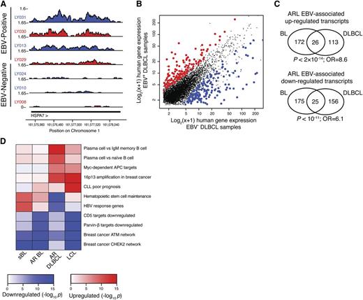 Figure 4. EBV-positive ARL cases have a distinct host gene expression signature. (A) HSPA7 is an example of a gene that is more highly expressed in EBV+ samples (above) compared with EBV− samples (below). (B) Genes consistently up- and downregulated in the presence of EBV are shown in DLBCL cases. Axes show log2(x + 1), where x is the gene expression level in units of RPKM as quantified by cufflinks. (C) EBV-associated host gene expression changes are significantly similar in AIDS-related BL and DLBCL. Significantly differentially expressed upregulated (upper) and downregulated (lower) genes in EBV-positive samples are part of the EBV signature in both BL and DLBCL (hypergeometric test). (D) EBV-associated host gene expression changes cluster into pathways, including plasma cell differentiation, maintenance of hematopoietic stem cells, and genes dysregulated in primary effusion lymphoma. Heatmap shows pathways (y-axis) enriched for host expression signatures associated with EBV in a variety of cellular and host settings (x-axis), including HIV-negative sBL, AR BL, AR DLBCL, and LCLs derived from whole peripheral blood infected with high titers of EBV. Enrichment significance is determined by 1-sided Kolmogorov-Smirnov tests.
